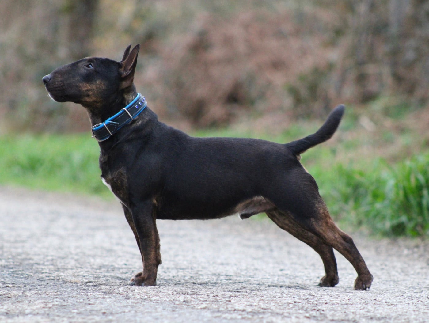 Alpha Du Domaine Des Démons Bretons