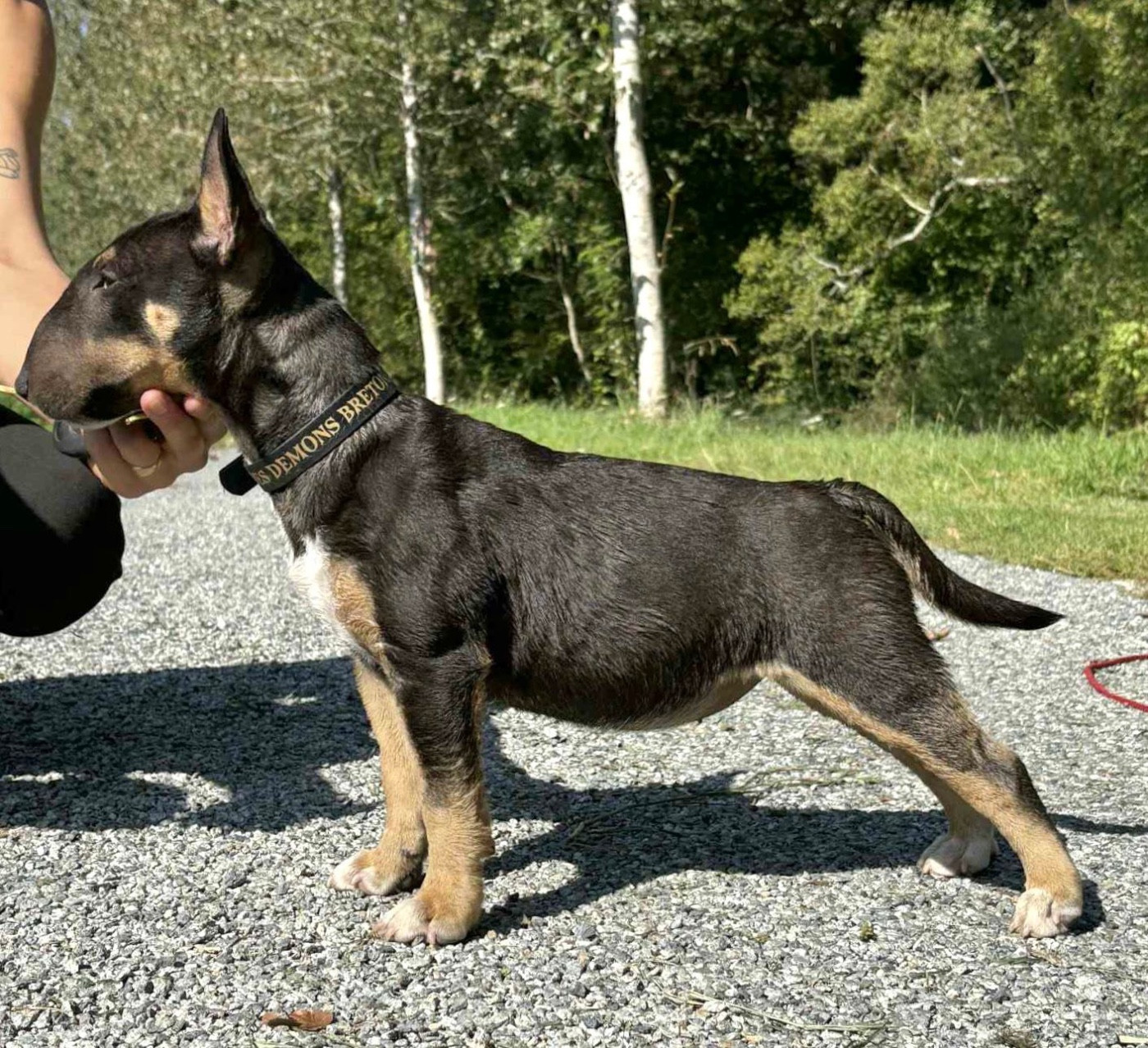 Apocalypse Du Domaine Des Démons Bretons