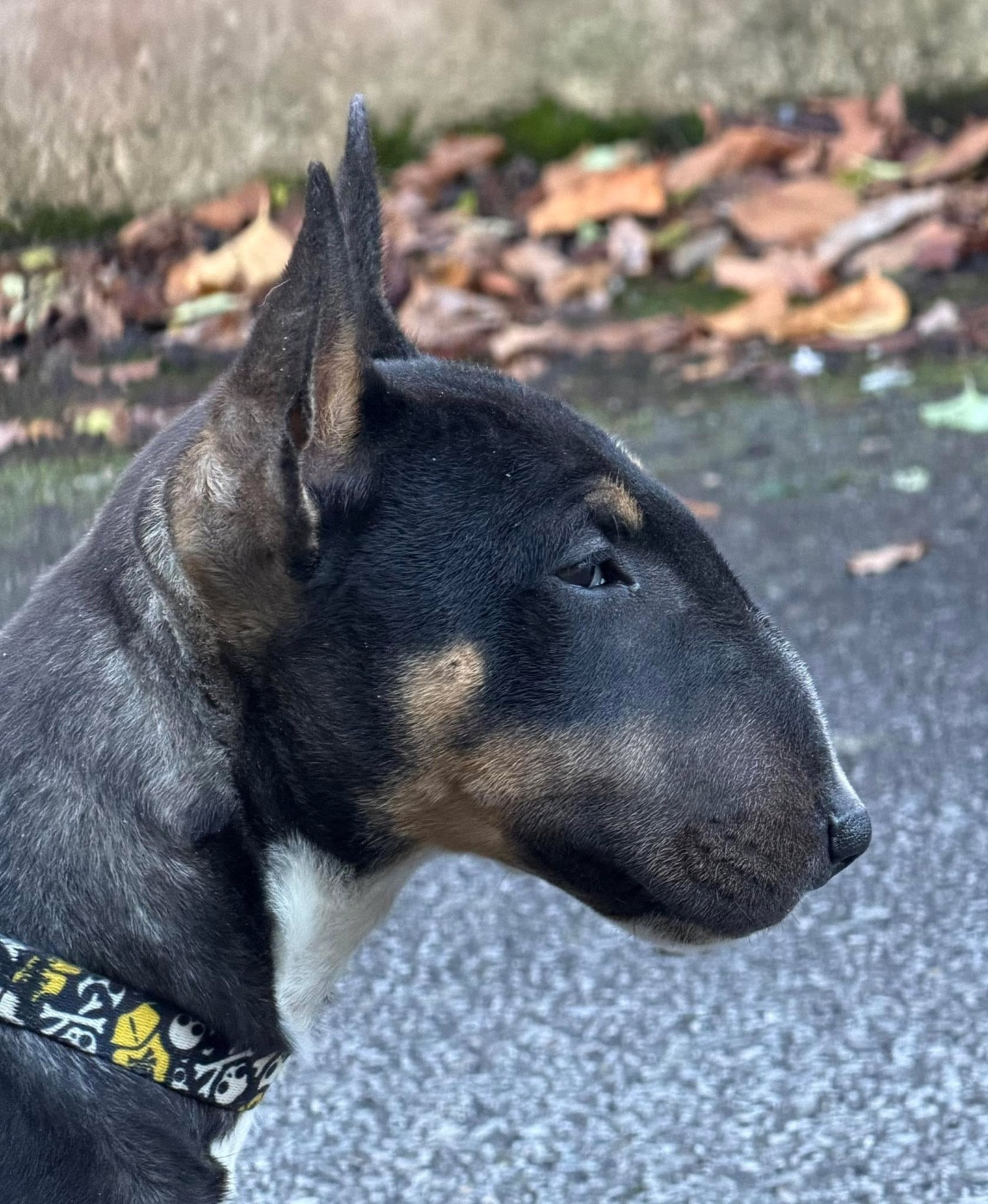 Apocalypse Du Domaine Des Démons Bretons