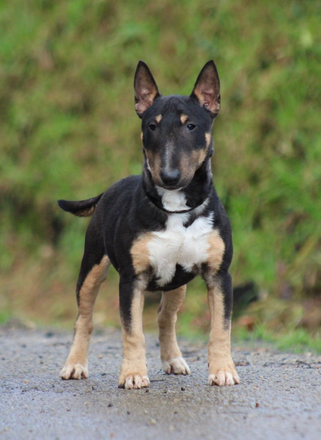 Apocalypse Du Domaine Des Démons Bretons