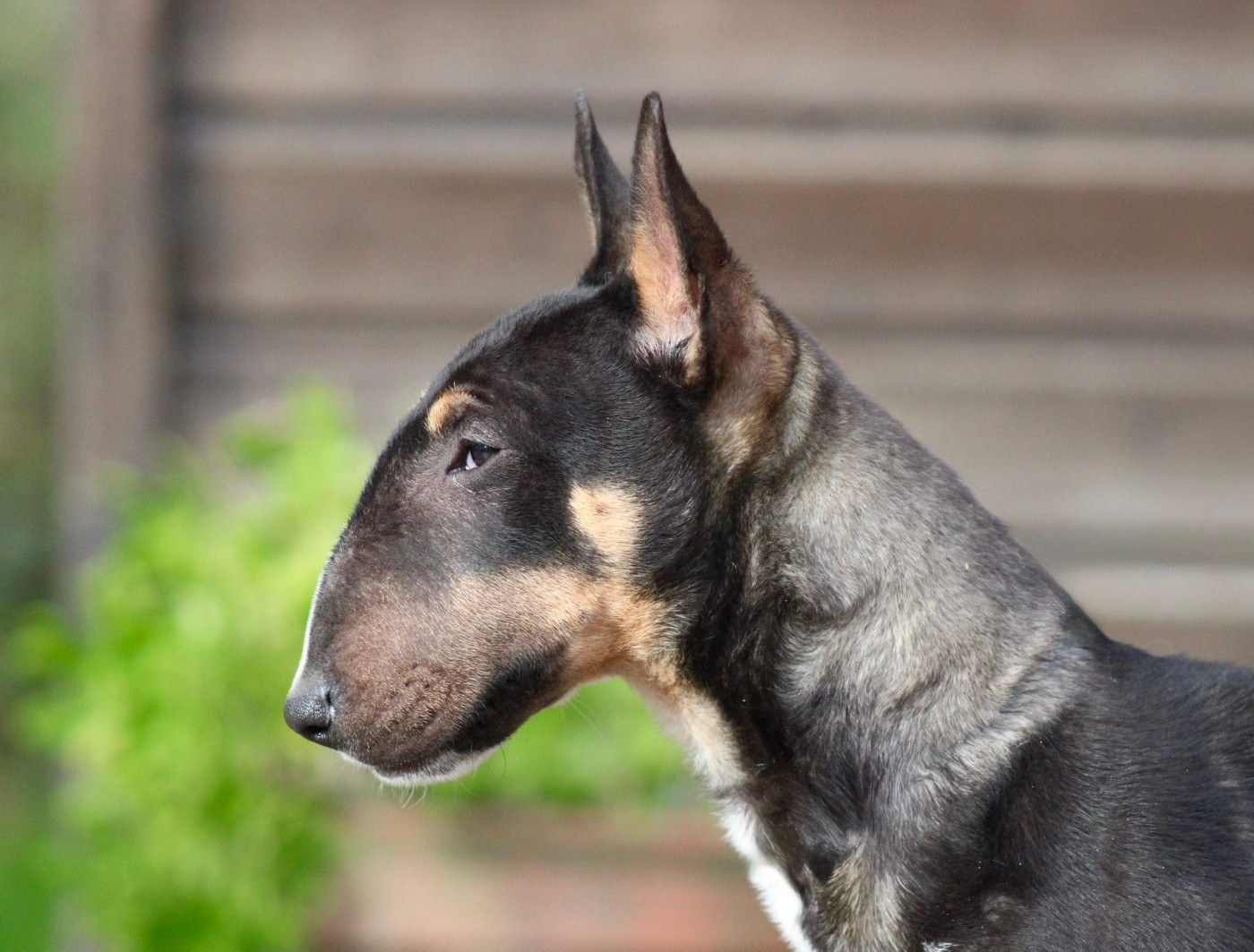 Apocalypse Du Domaine Des Démons Bretons