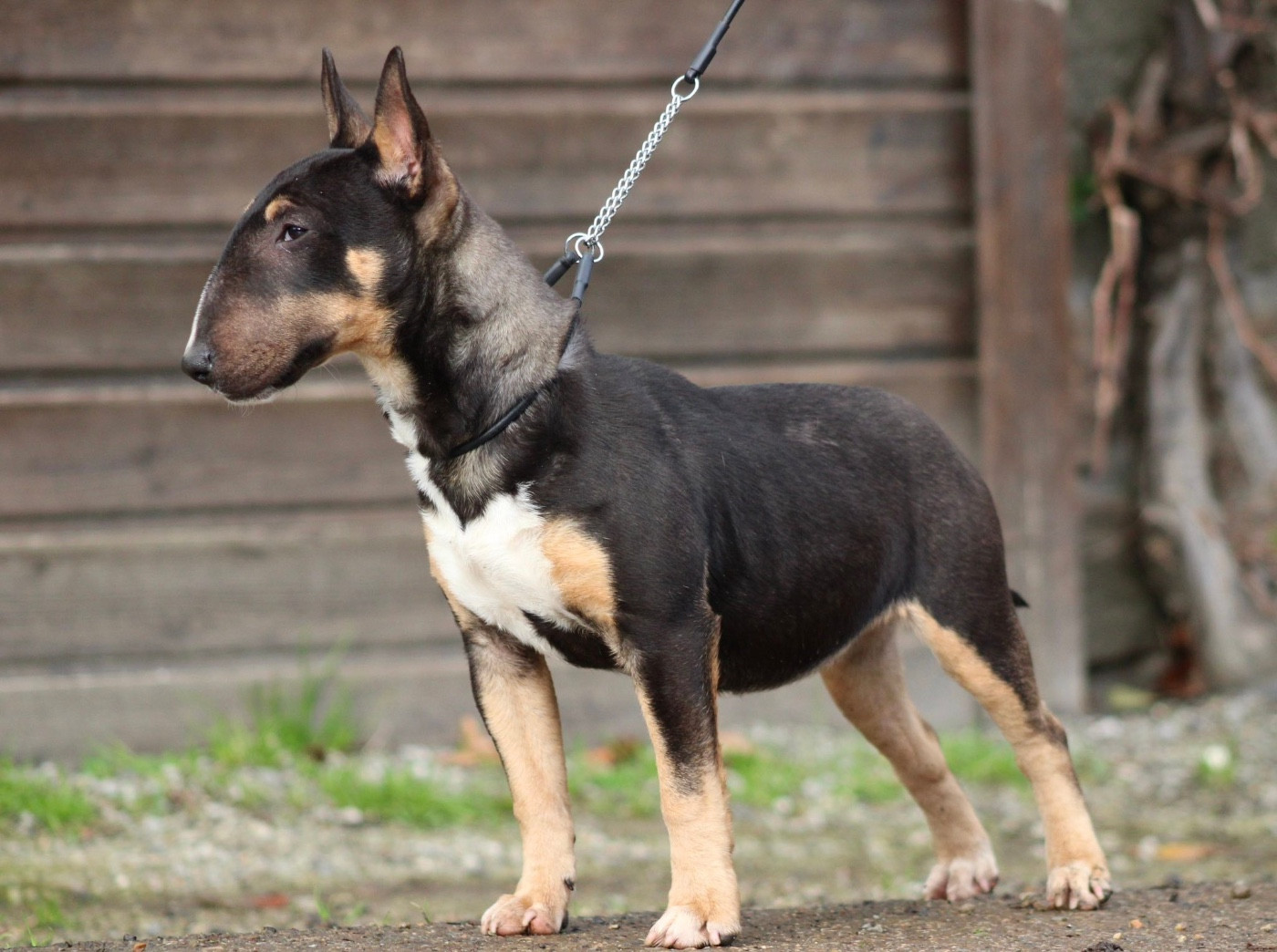 Apocalypse Du Domaine Des Démons Bretons