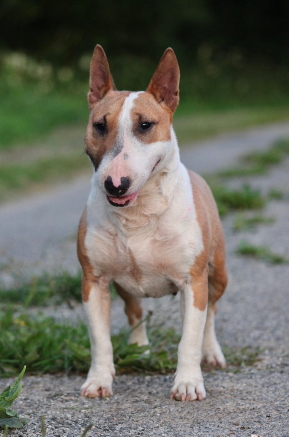Une redbull Du Domaine Des Démons Bretons