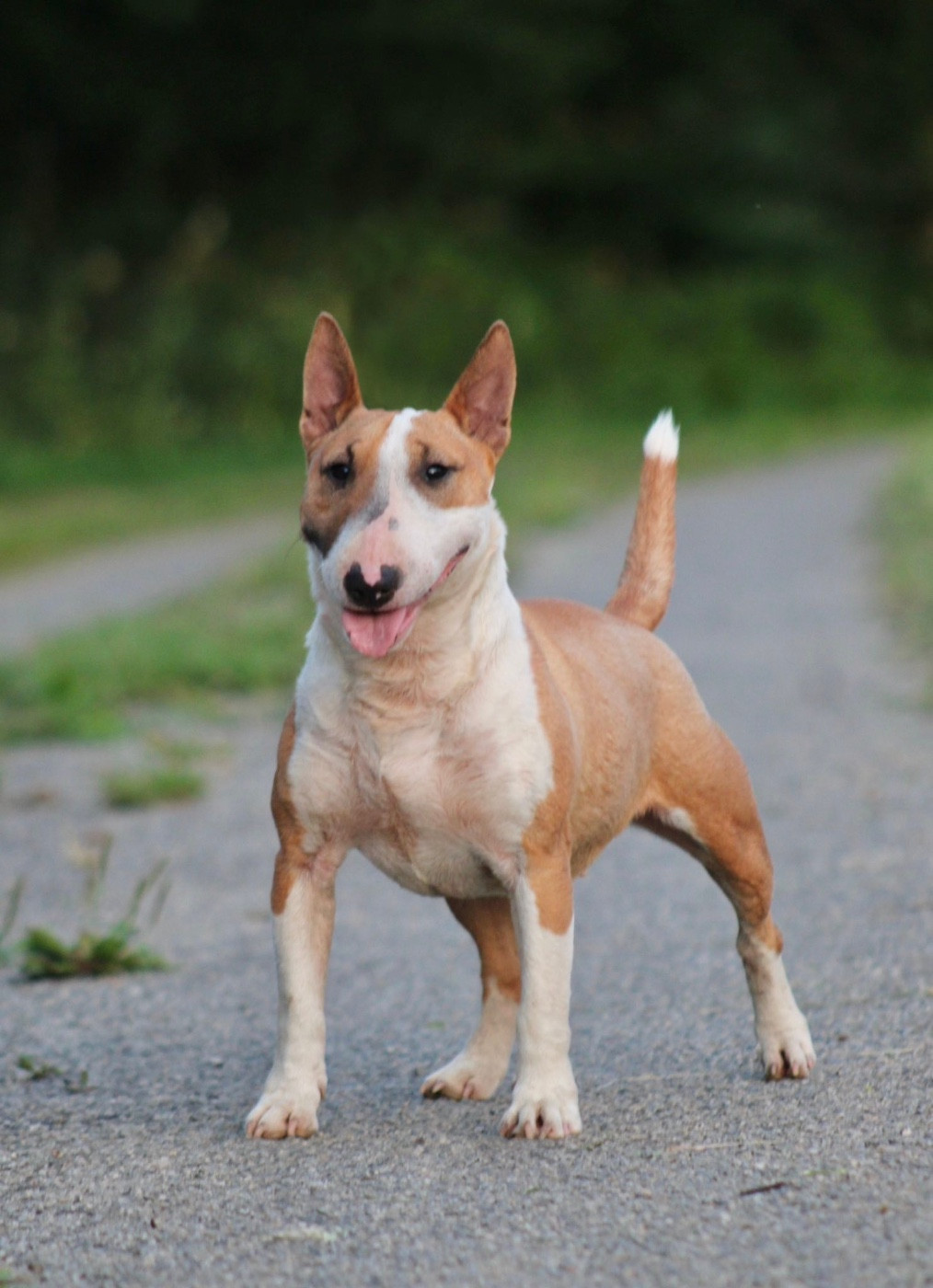 Une redbull Du Domaine Des Démons Bretons
