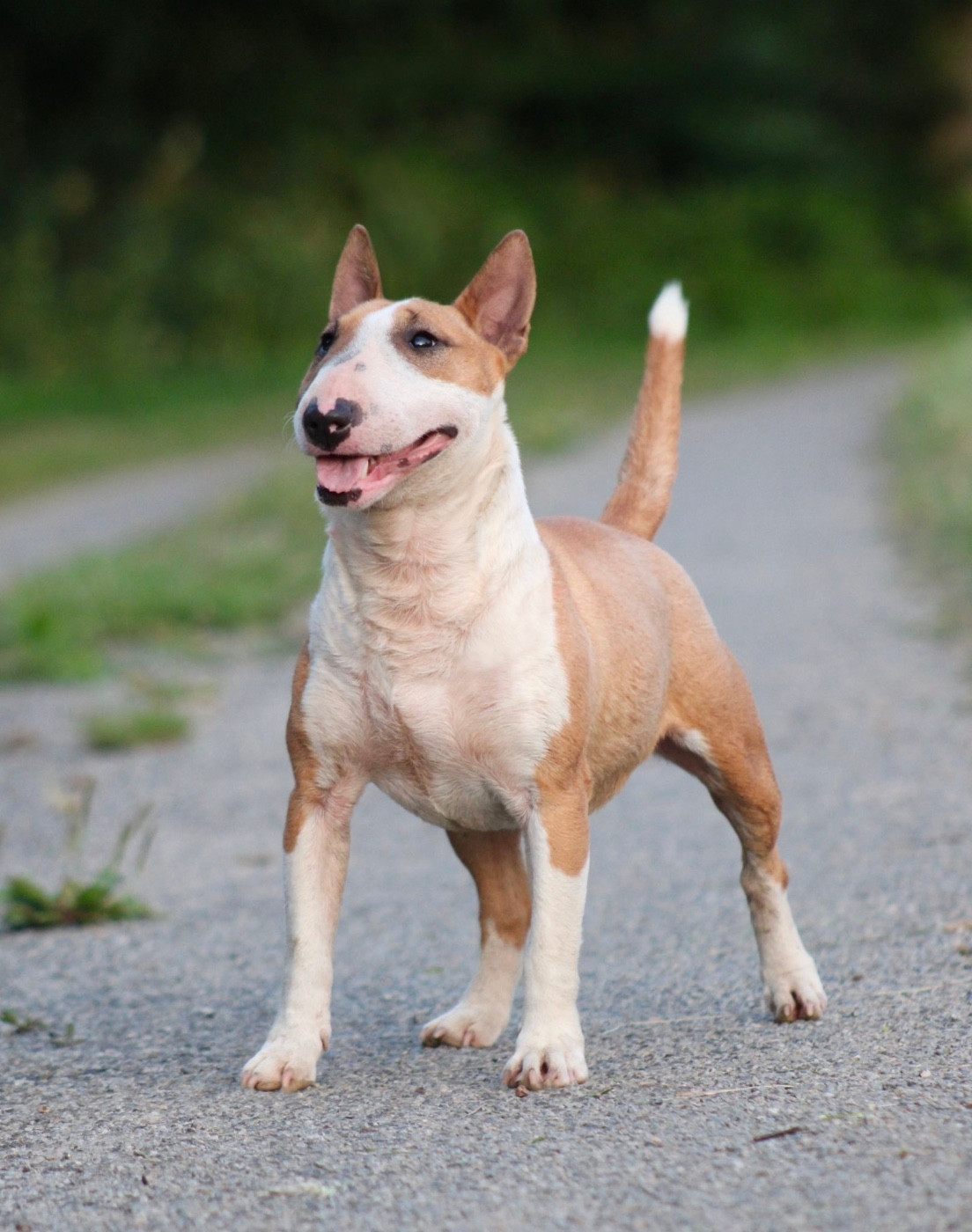Une redbull Du Domaine Des Démons Bretons