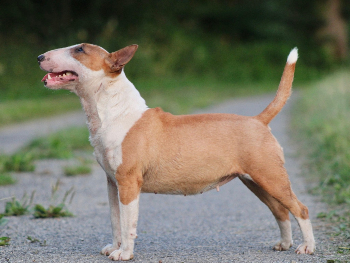Une redbull Du Domaine Des Démons Bretons