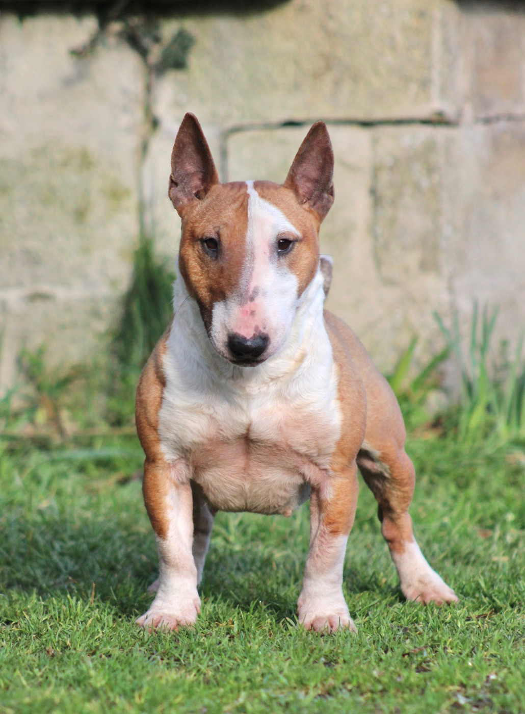 Vodka Du Domaine Des Démons Bretons