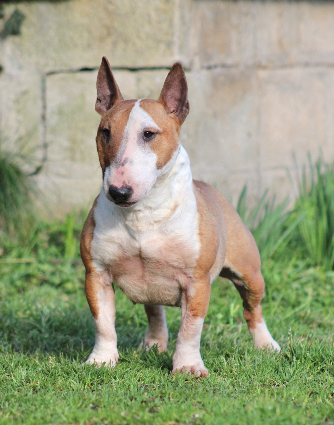 Vodka Du Domaine Des Démons Bretons