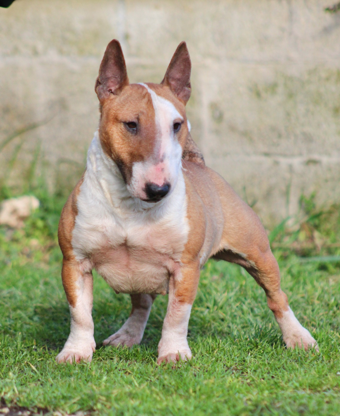 Vodka Du Domaine Des Démons Bretons