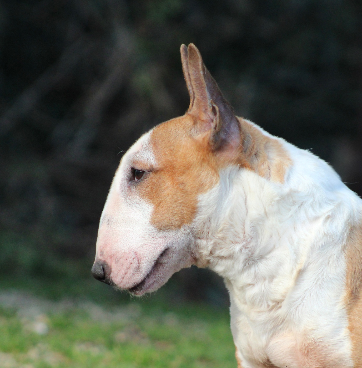 Vodka Du Domaine Des Démons Bretons