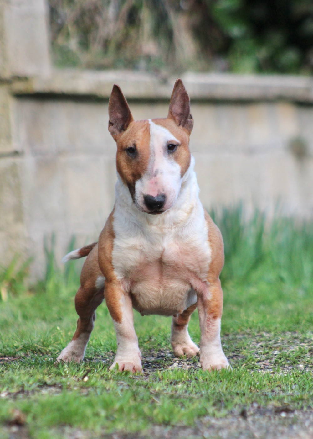 Vodka Du Domaine Des Démons Bretons