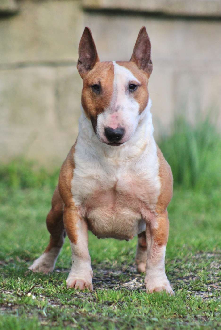 Vodka Du Domaine Des Démons Bretons