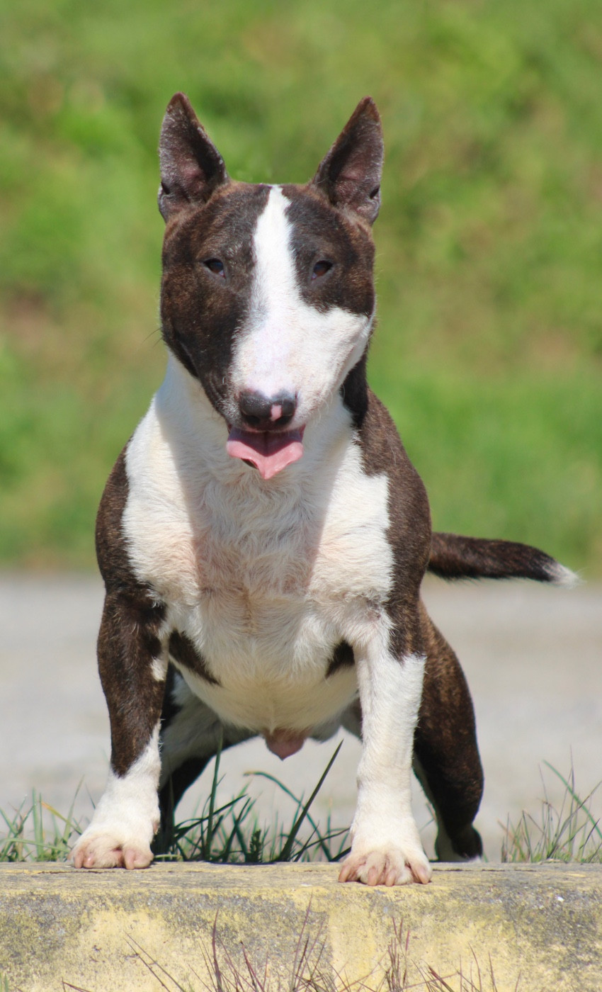 salvus brothers Kharkiv (hadès)