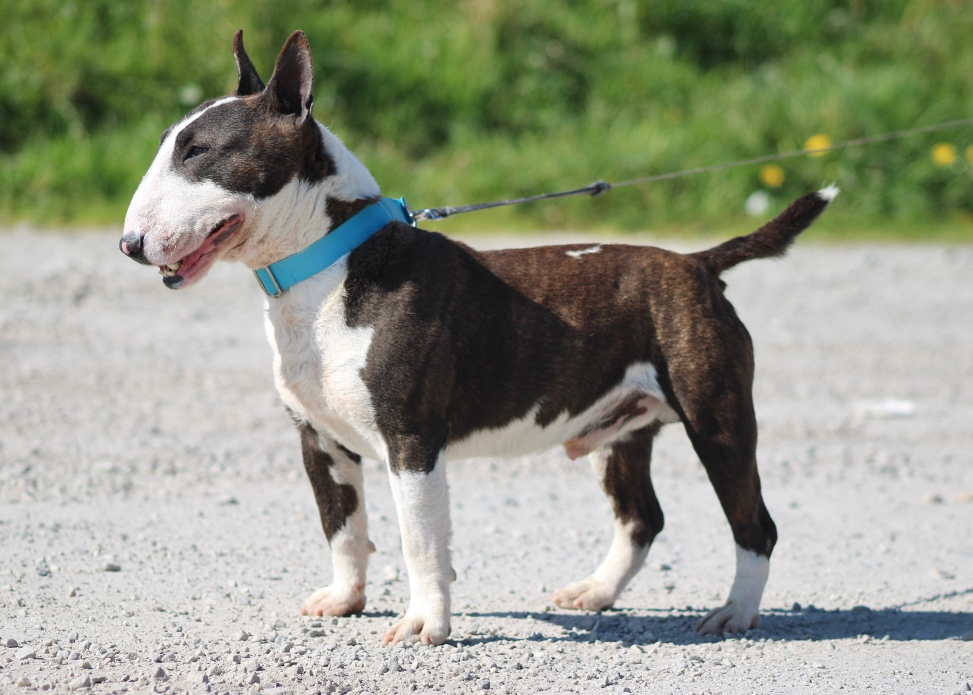 salvus brothers Kharkiv (hadès)