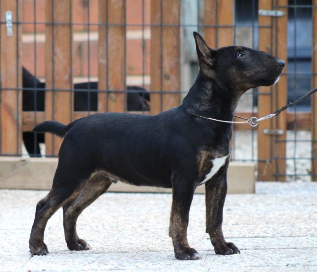 Alpha Du Domaine Des Démons Bretons