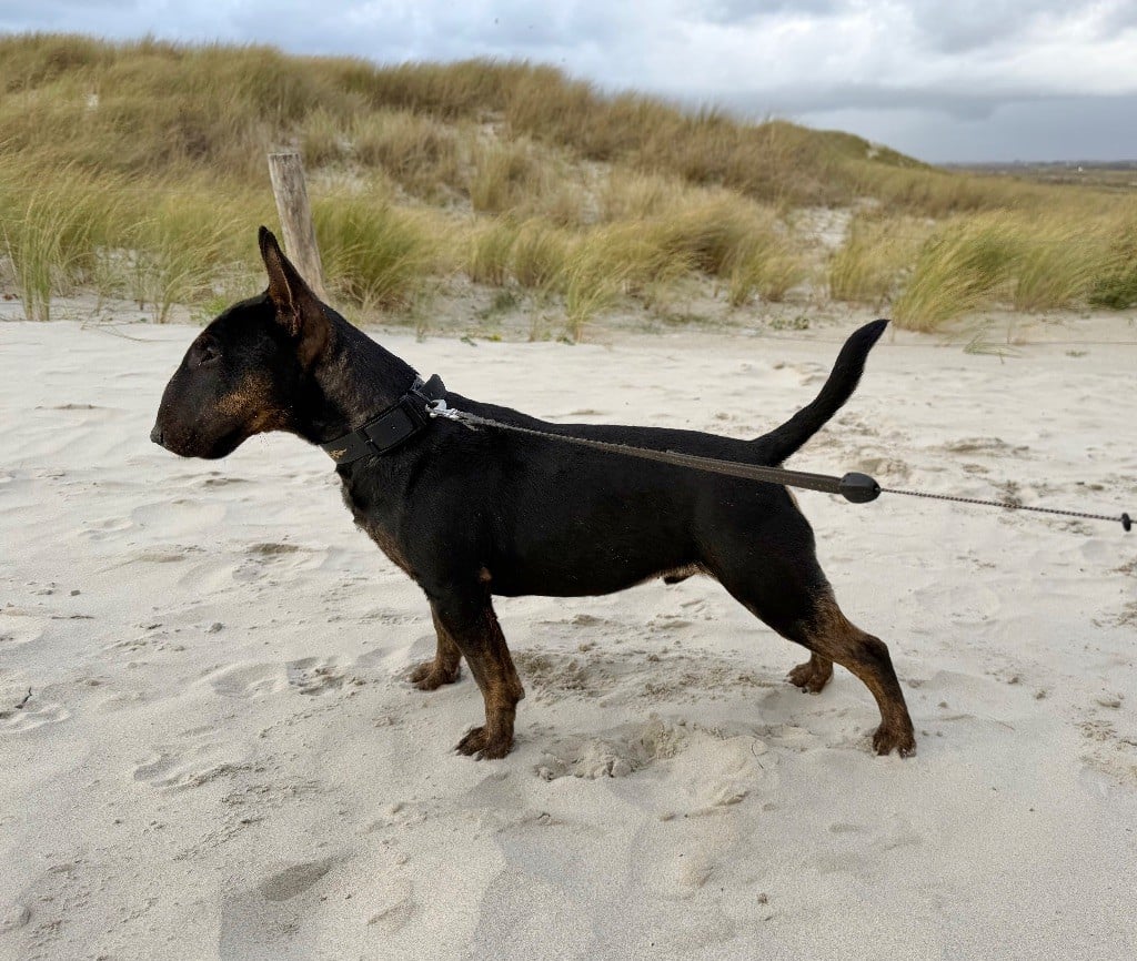 Alpha Du Domaine Des Démons Bretons