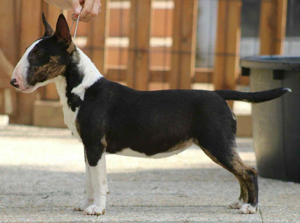 Apple Du Domaine Des Démons Bretons
