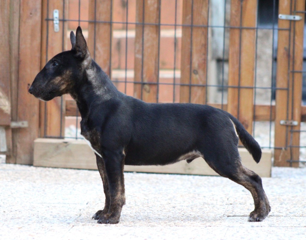 Alpha Du Domaine Des Démons Bretons