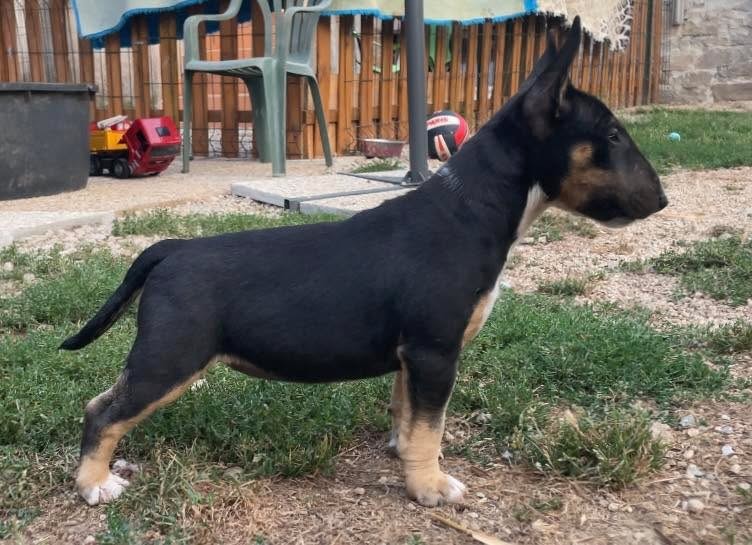 Apocalypse Du Domaine Des Démons Bretons