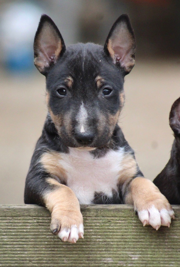Apocalypse Du Domaine Des Démons Bretons