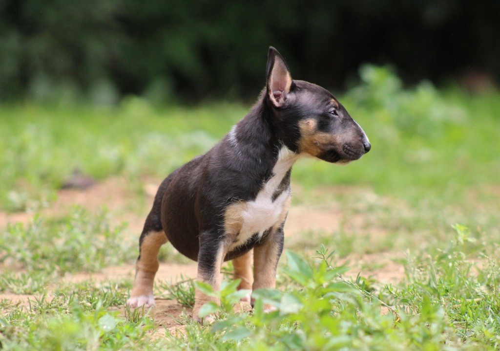 Apocalypse Du Domaine Des Démons Bretons