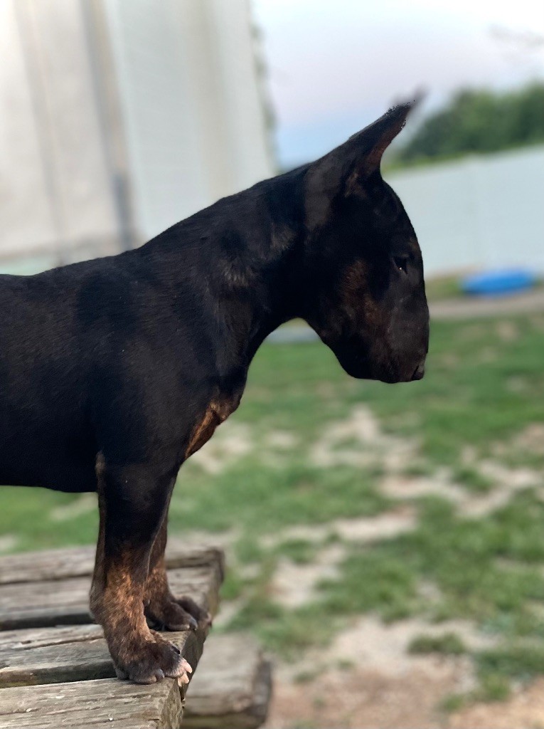 Alpha Du Domaine Des Démons Bretons