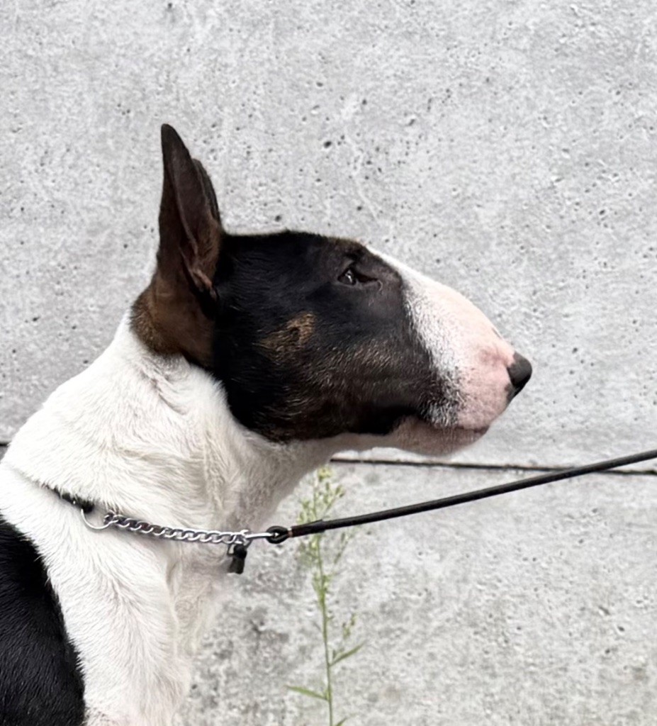 Apple Du Domaine Des Démons Bretons