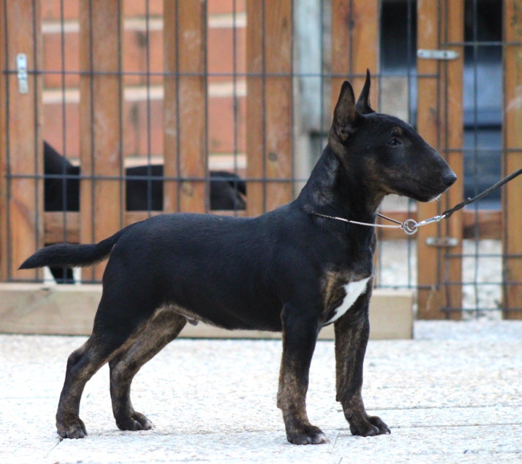 Alpha Du Domaine Des Démons Bretons