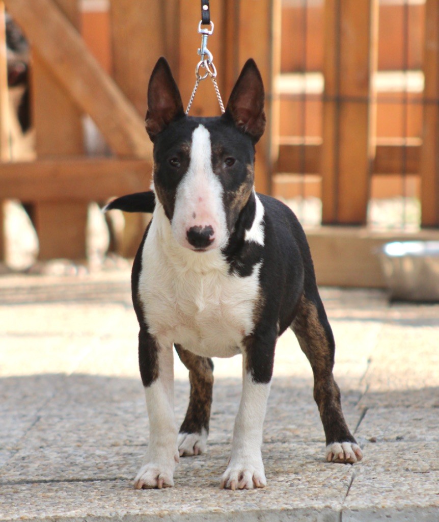 Apple Du Domaine Des Démons Bretons