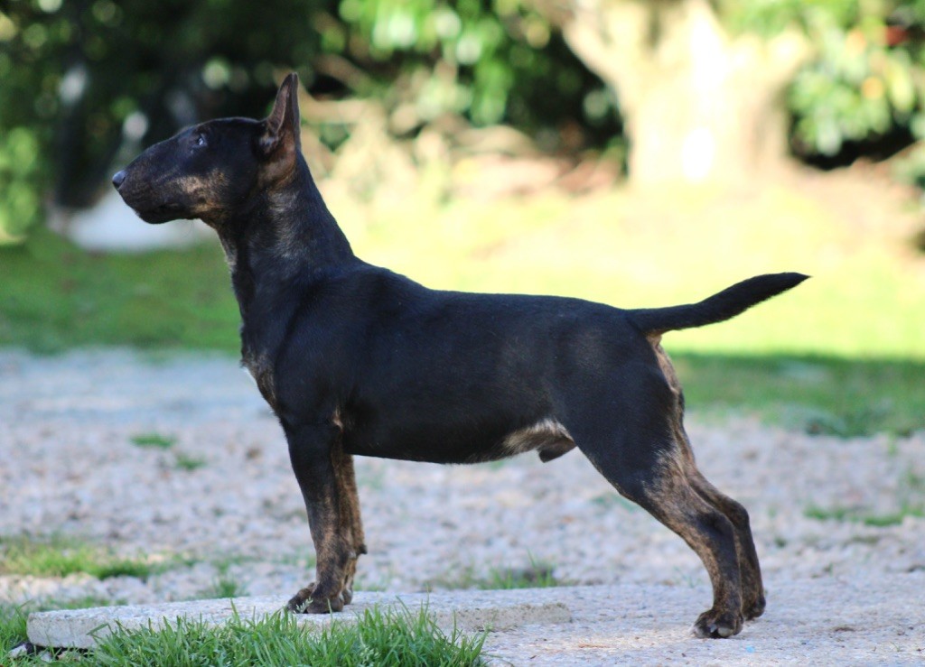 Alpha Du Domaine Des Démons Bretons