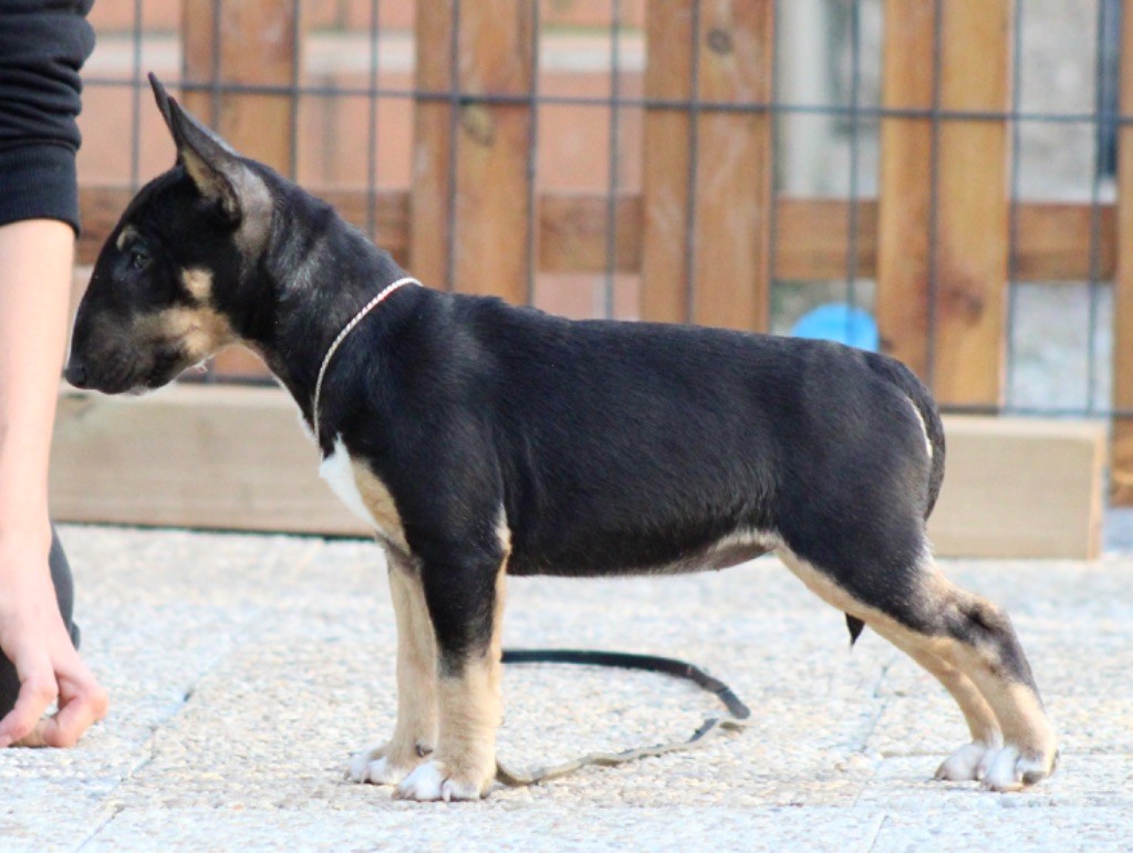 Apocalypse Du Domaine Des Démons Bretons