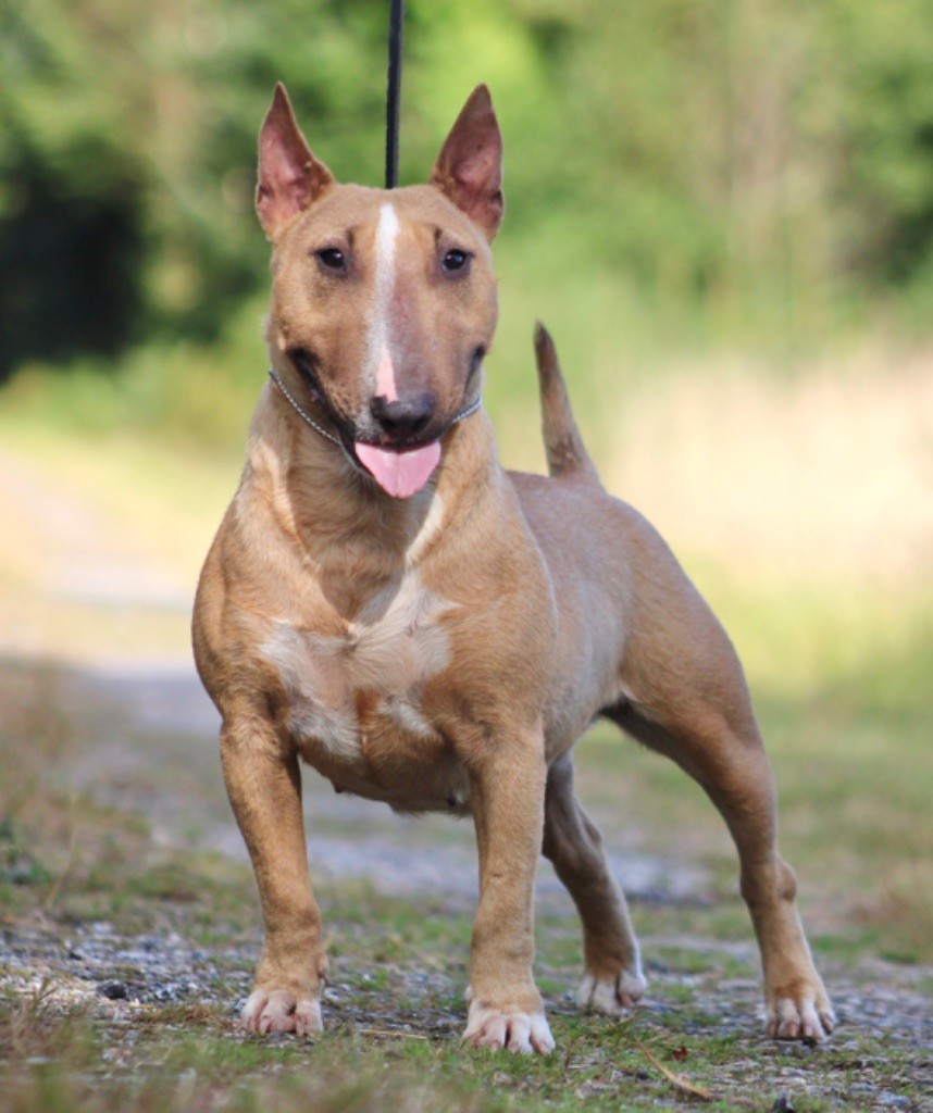 Vip Du Domaine Des Démons Bretons
