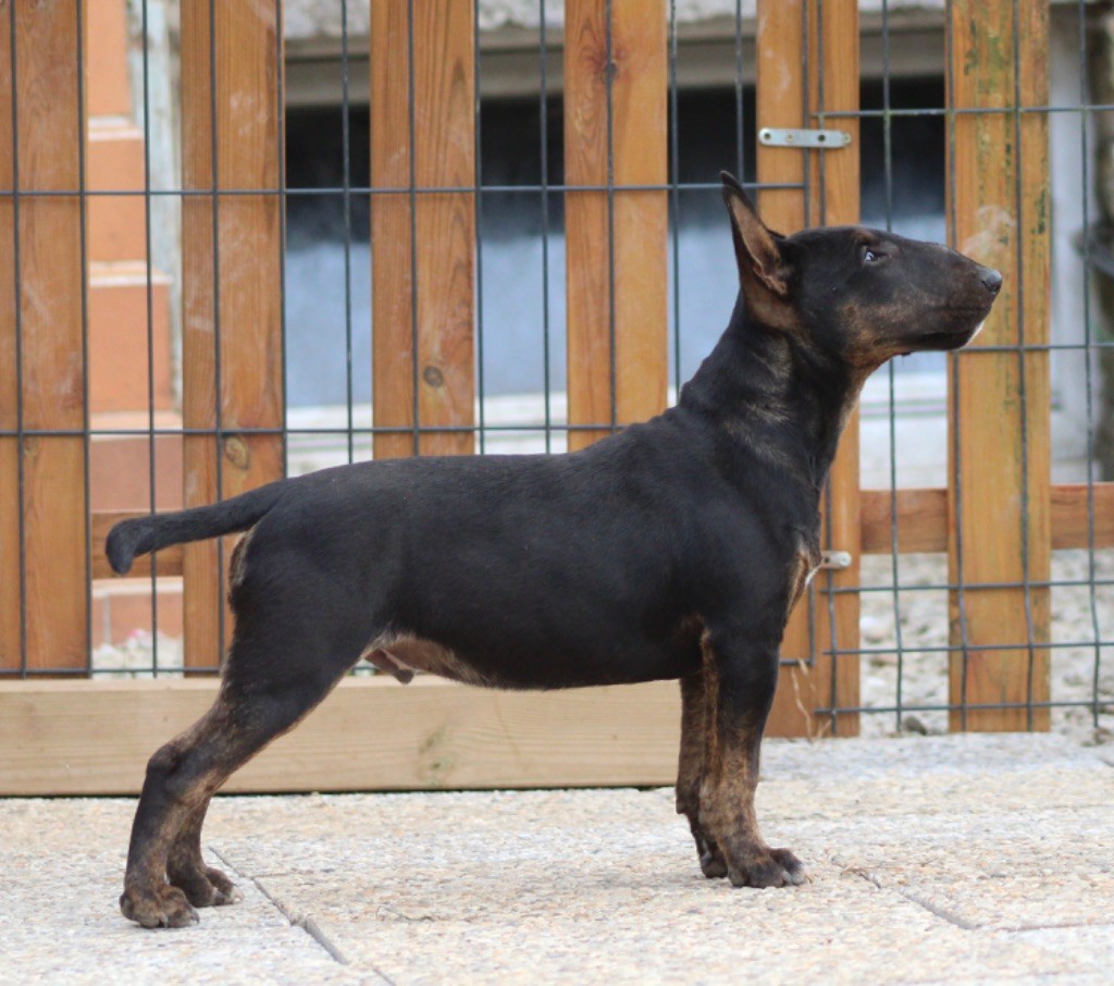 Alpha Du Domaine Des Démons Bretons