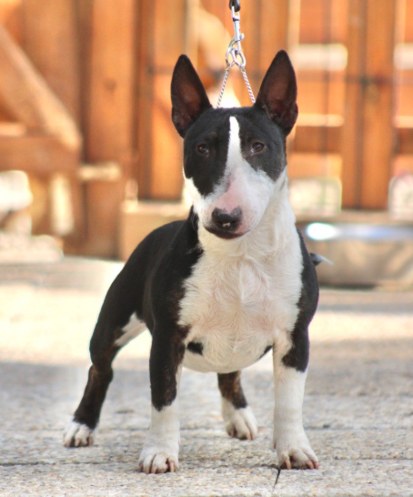 Atchoum Du Domaine Des Démons Bretons