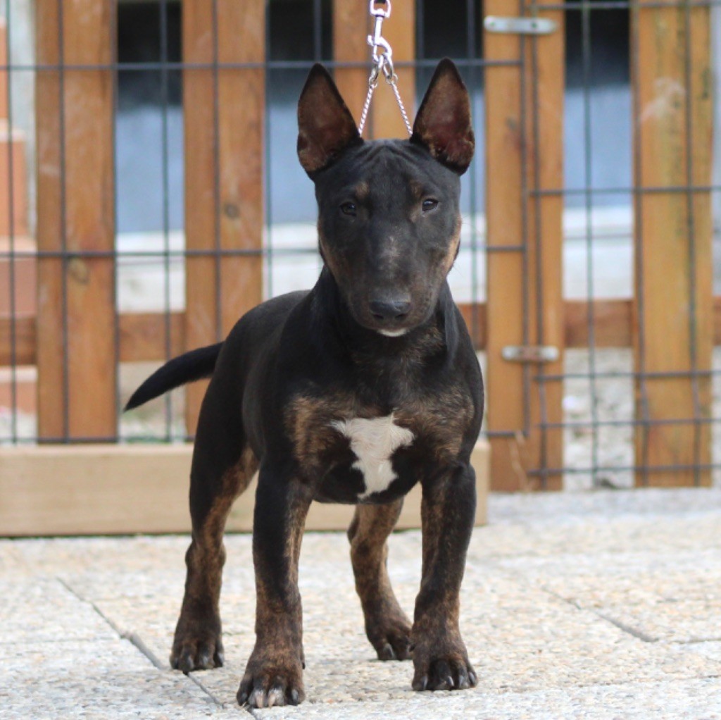 Alpha Du Domaine Des Démons Bretons