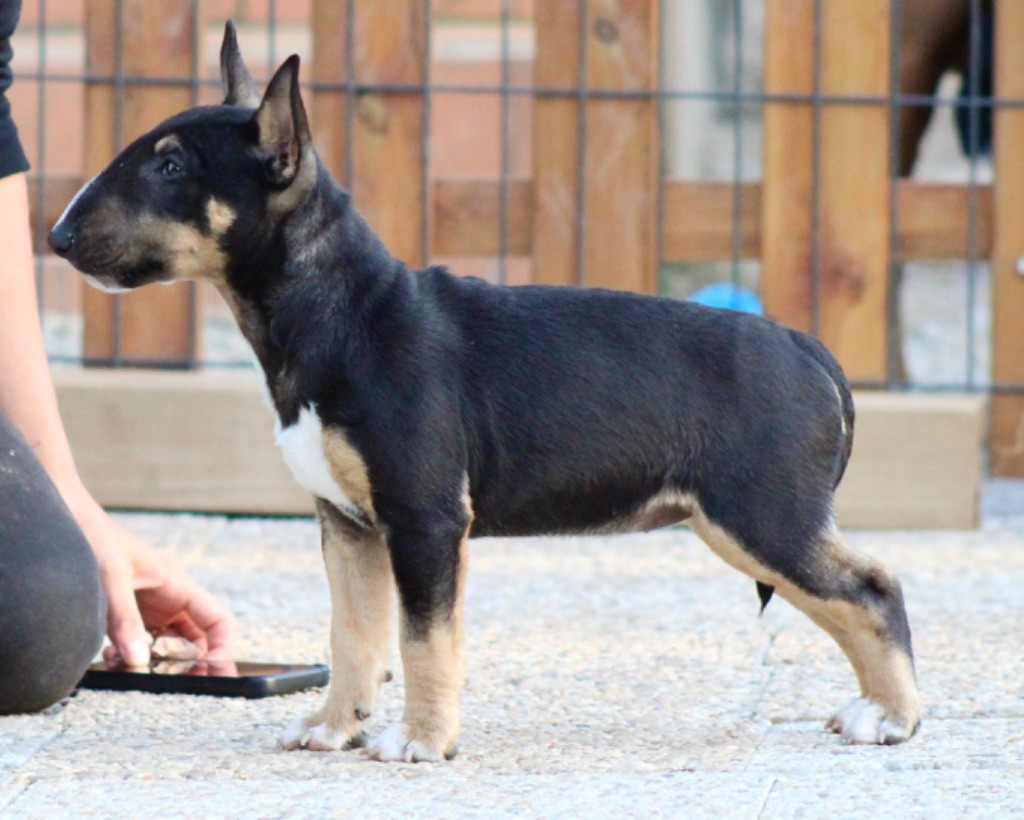 Apocalypse Du Domaine Des Démons Bretons