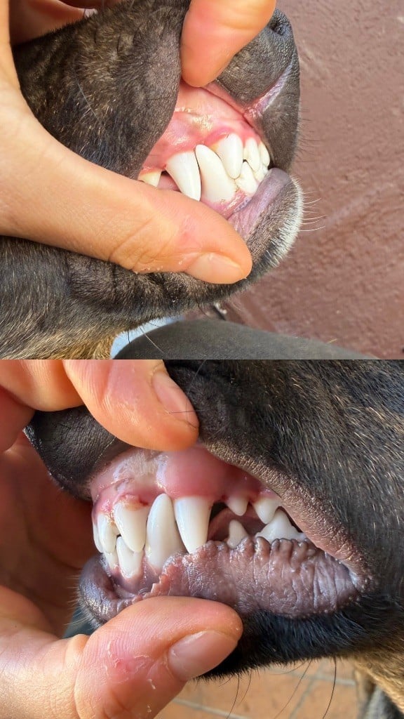 Alpha Du Domaine Des Démons Bretons