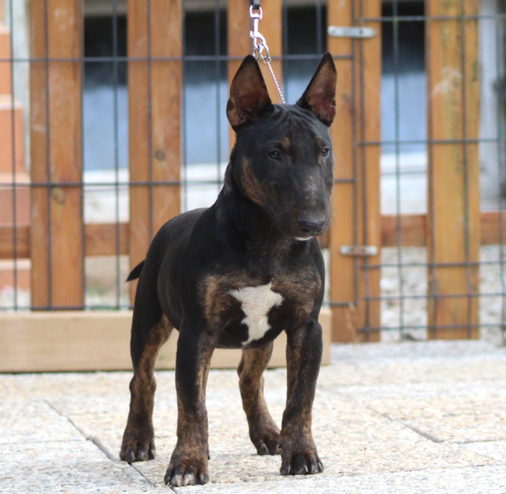 Alpha Du Domaine Des Démons Bretons