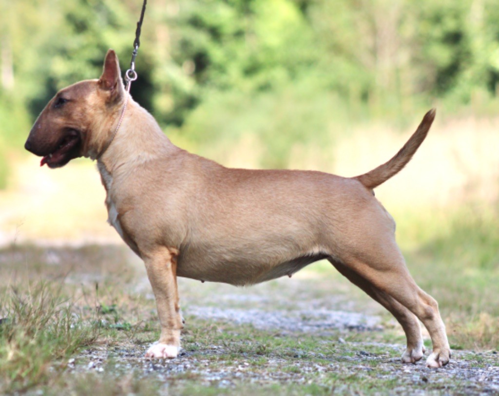 Vip Du Domaine Des Démons Bretons