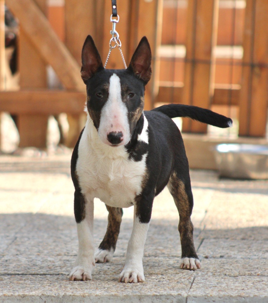 Apple Du Domaine Des Démons Bretons