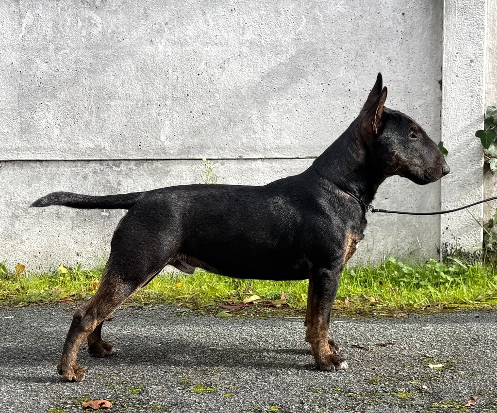 Alpha Du Domaine Des Démons Bretons