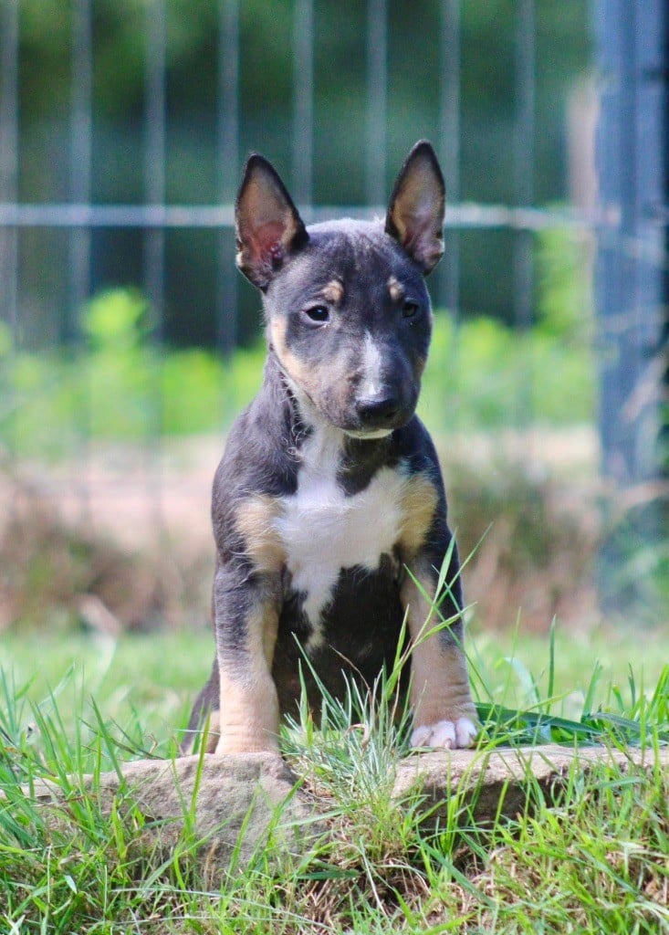 Apocalypse Du Domaine Des Démons Bretons