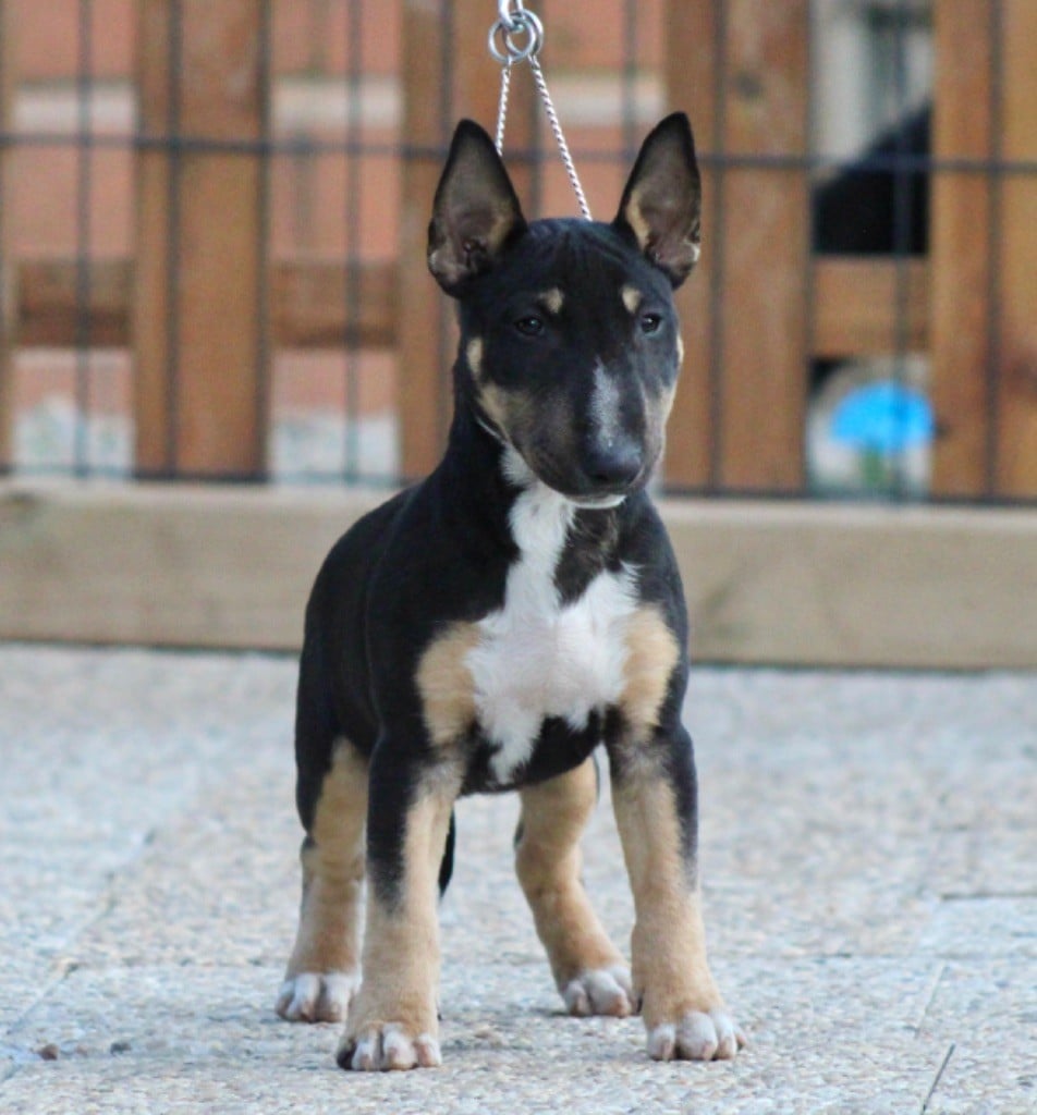 Apocalypse Du Domaine Des Démons Bretons