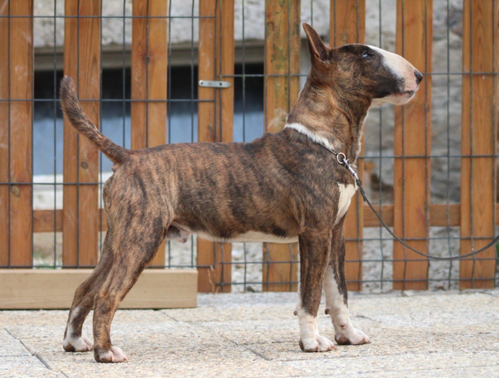 Zouzou di veri leoni