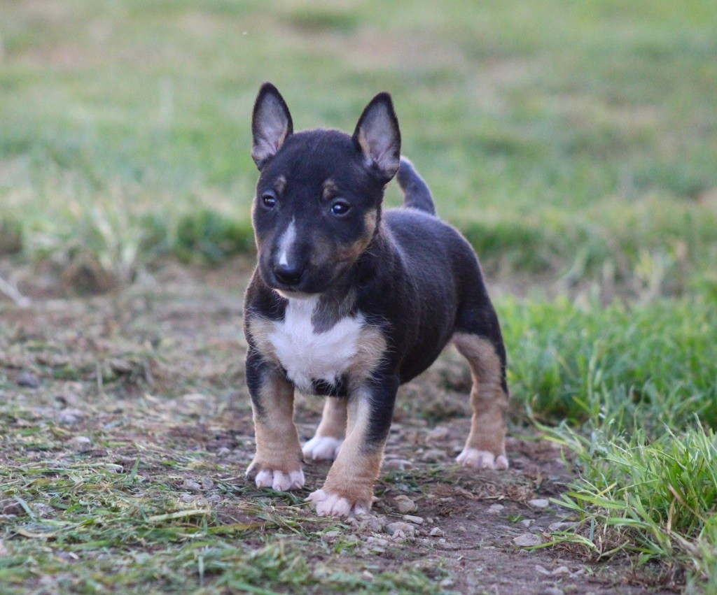 Apocalypse Du Domaine Des Démons Bretons