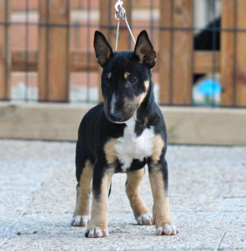 Apocalypse Du Domaine Des Démons Bretons