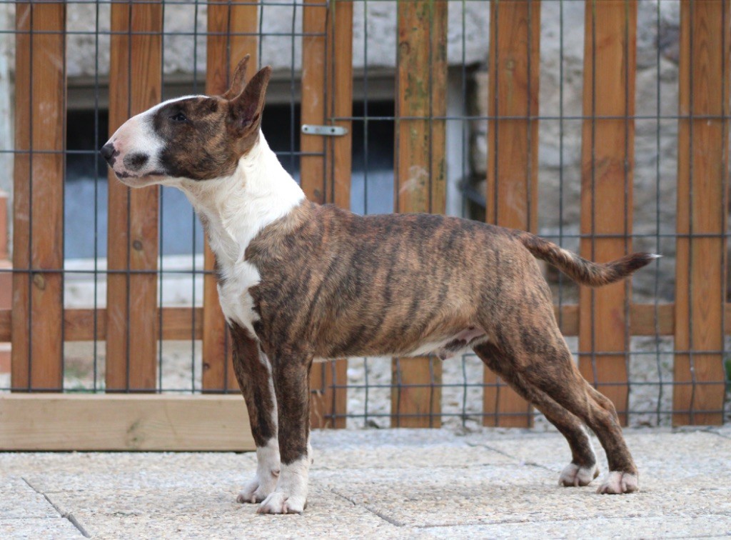 Zouzou di veri leoni