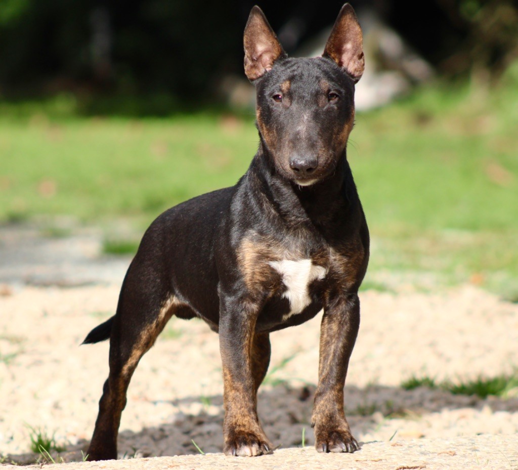 Alpha Du Domaine Des Démons Bretons