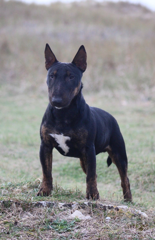 Alpha Du Domaine Des Démons Bretons