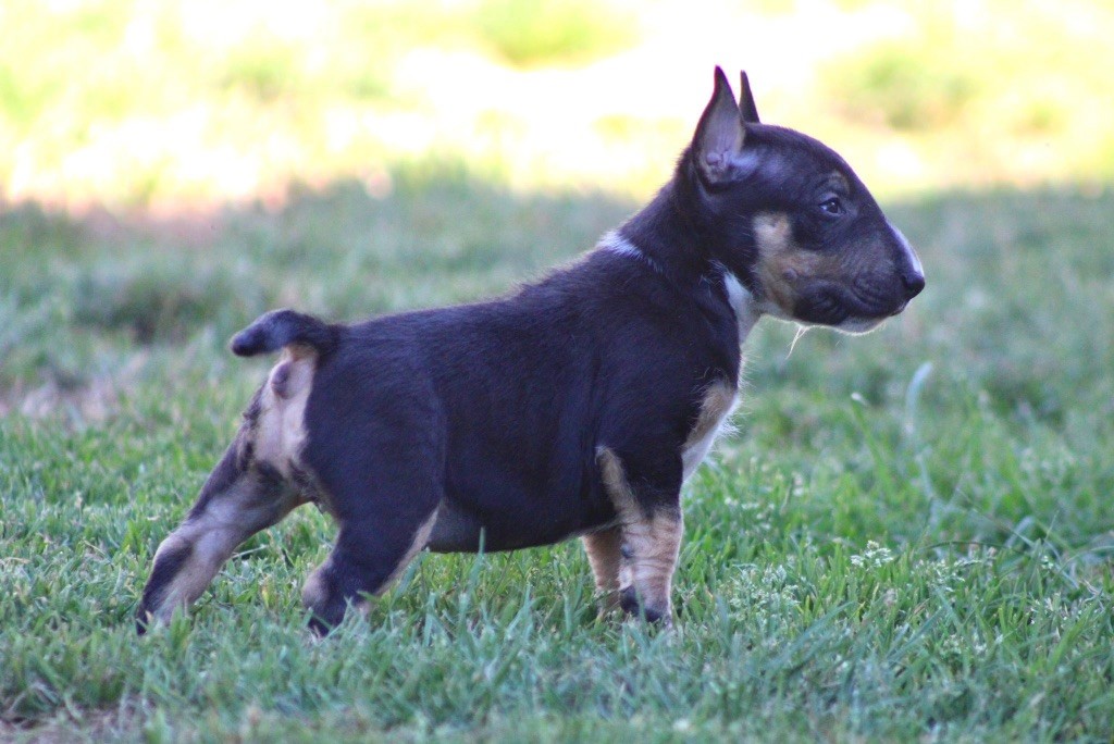 Apocalypse Du Domaine Des Démons Bretons